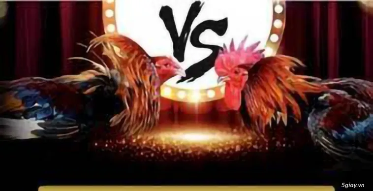 Khám Phá Thế Giới Đá Gà 69VN Đỉnh Cao Với Hàng Trăm Trận Đấu