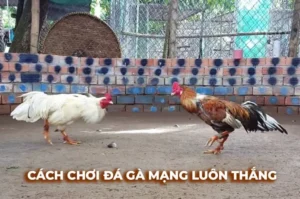 Làm Chủ Cách Chơi Đá Gà Sabong Tại 69VN Với Chiến Thuật Đỉnh Cao