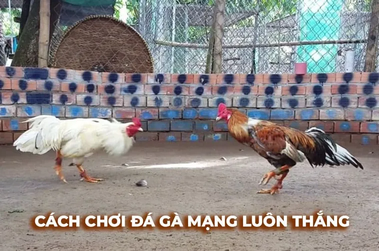 Làm Chủ Cách Chơi Đá Gà Sabong Tại 69VN Với Chiến Thuật Đỉnh Cao